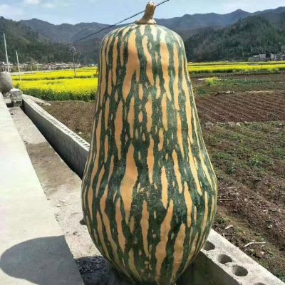 大北瓜，玻璃鋼仿真果蔬景觀雕塑